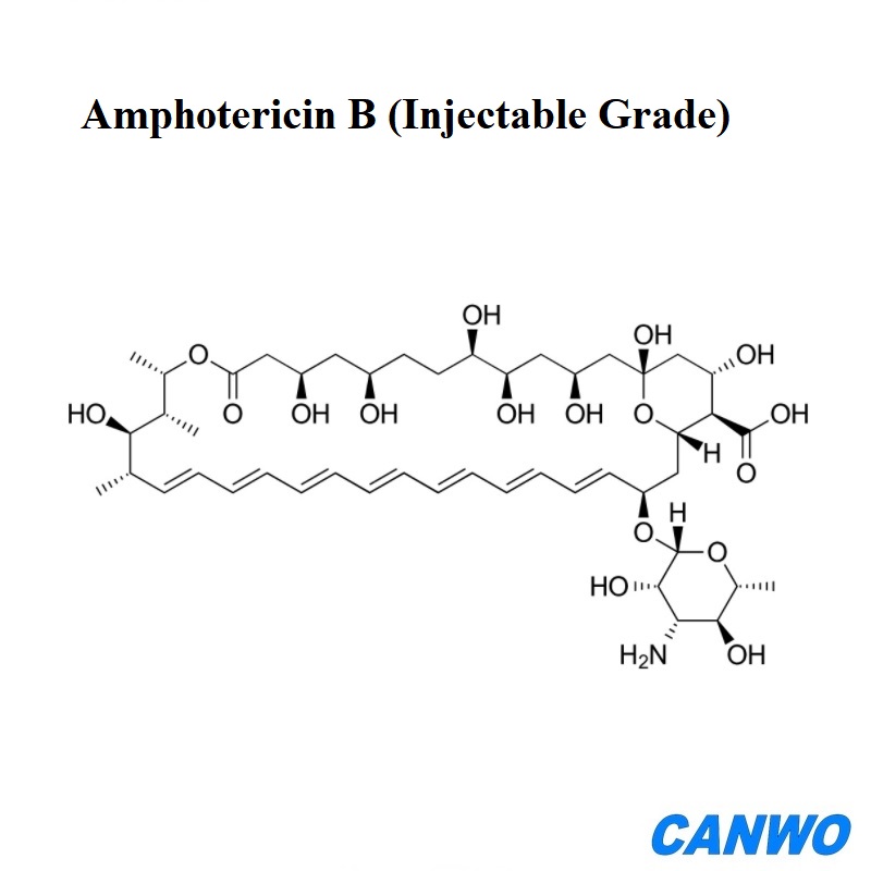 Amphotericin B (Injectable Grade)